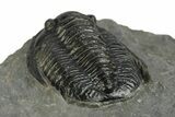Diademaproetus Trilobite Fossil - Morocco #249887-5
